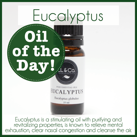 Oil of the Day - Eucalyptus