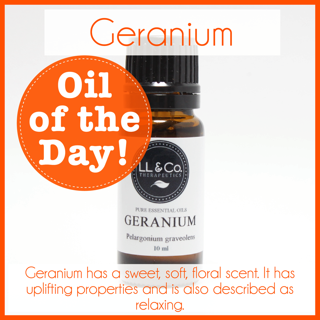 Oil of the Day - Geranium