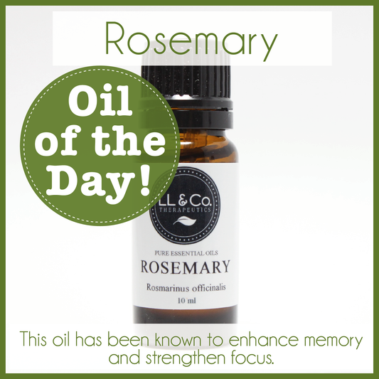 Oil of the Day - Rosemary